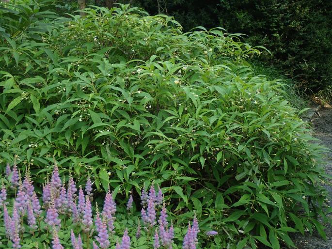 Hydrangea platyarguta