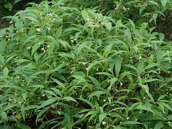 Hydrangea platyarguta