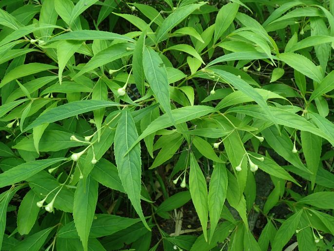 Hydrangea platyarguta