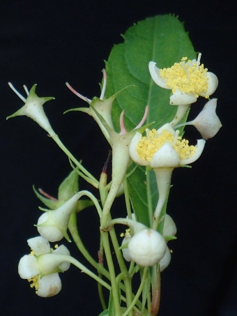 Hydrangea platyarguta