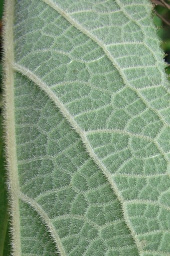 Hydrangea sargentiana