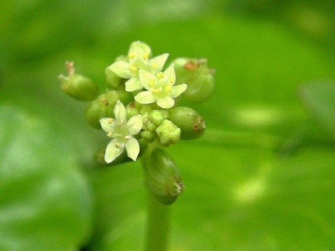 Hydrocotyle bonariensis