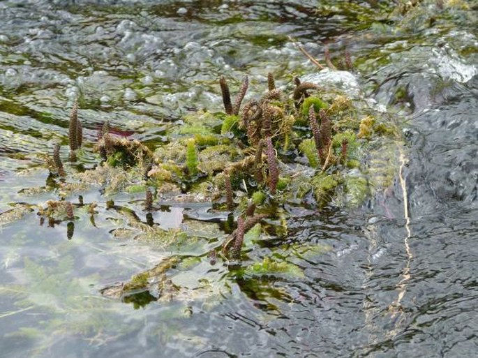 Hydrostachys imbricata