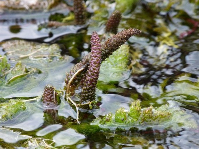 Hydrostachys imbricata