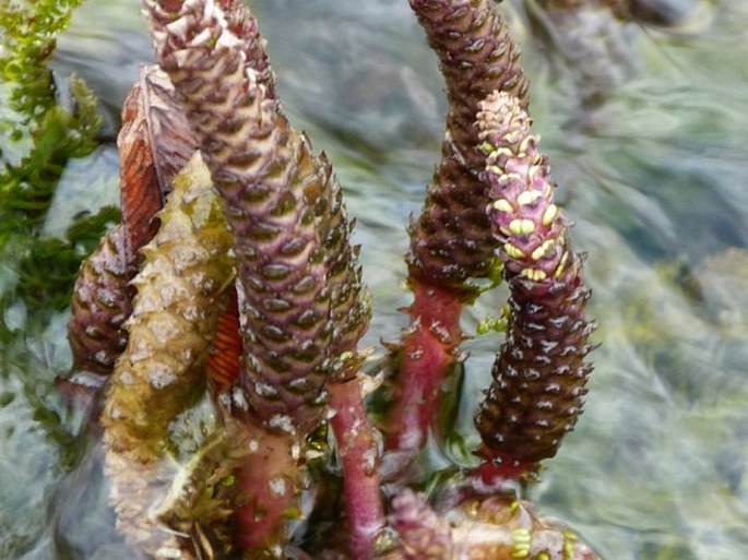 Hydrostachys imbricata