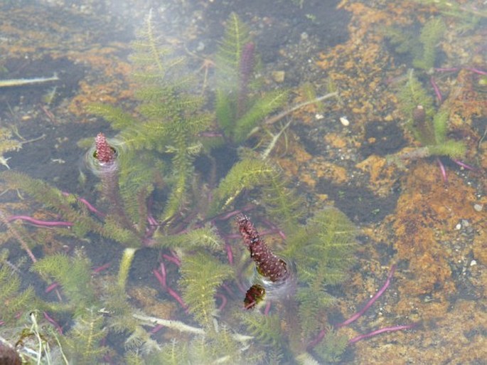 Hydrostachys imbricata