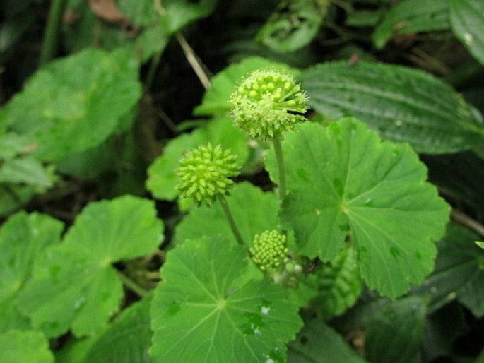 Hydrocotyle mexicana