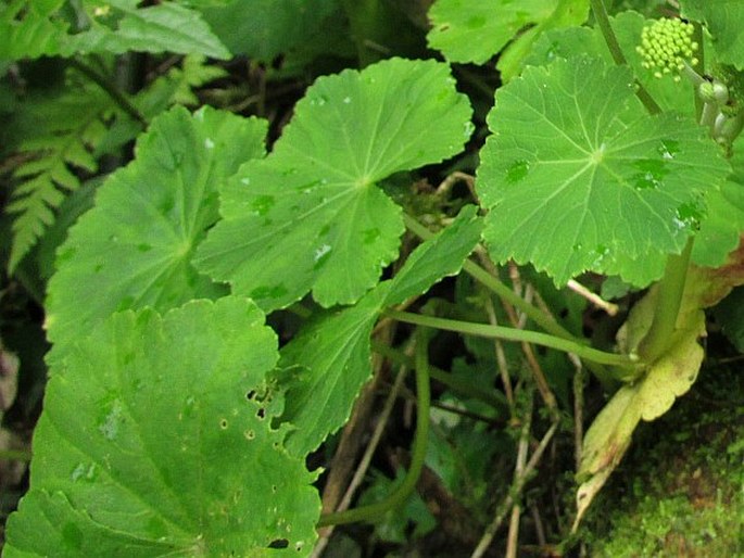 Hydrocotyle mexicana