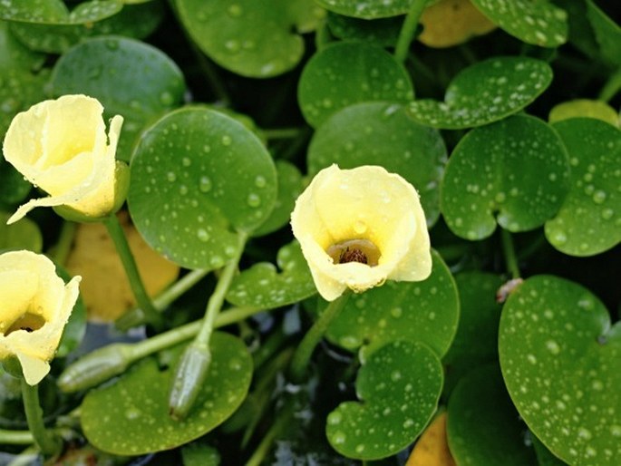 Hydrocleys nymphoides