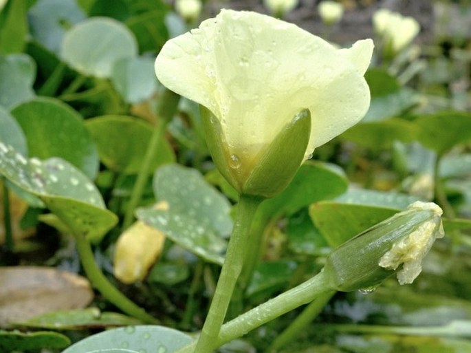 Hydrocleys nymphoides