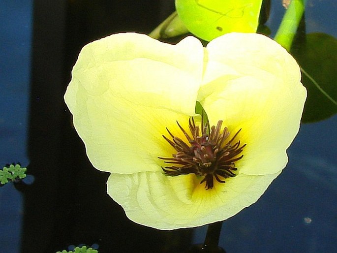 Hydrocleys nymphoides