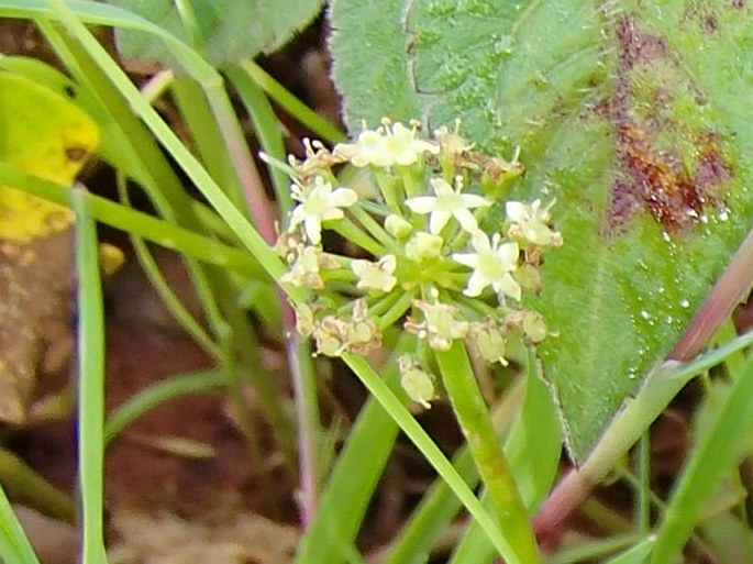 Hydrocotyle umbellata