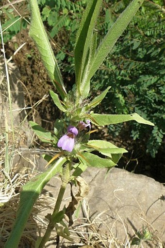 Hygrophila schulli