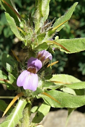 Hygrophila schulli