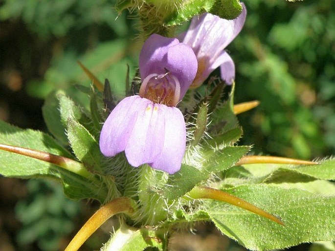 HYGROPHILA SCHULLI (Buch.-Ham.) M. R. Almeida et S. M. Almeida