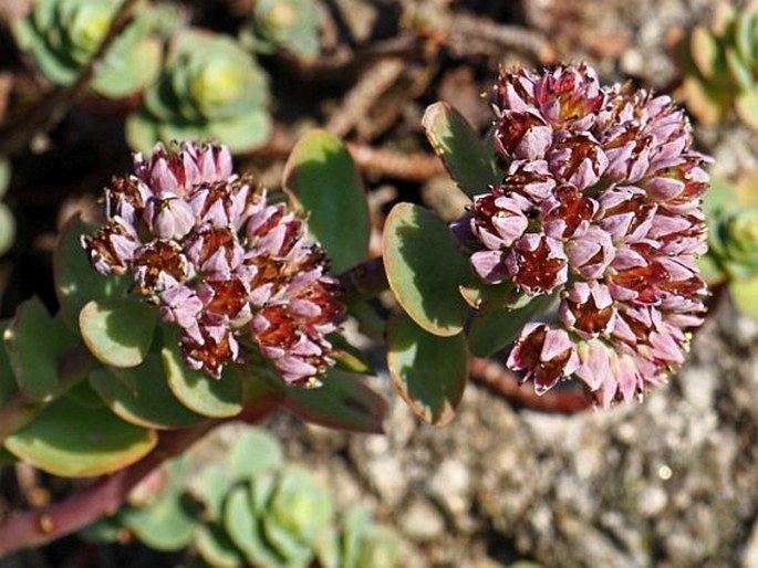 HYLOTELEPHIUM ANACAMPSEROS (L.) H. Ohba – rozchodníkovec vždyzelený / rozchodníkovec