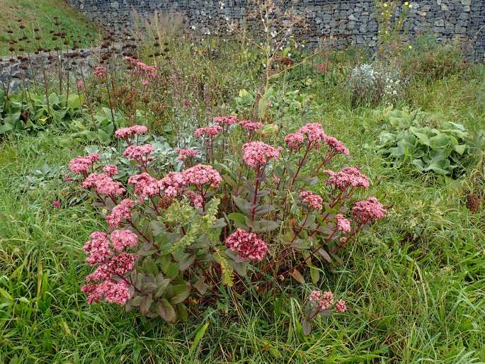 Hylotelephium ×cordifolium