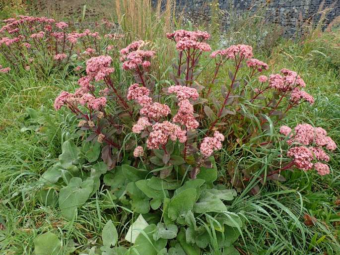 Hylotelephium ×cordifolium