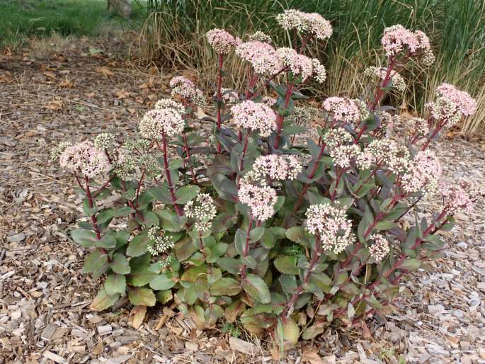 Hylotelephium ×cordifolium