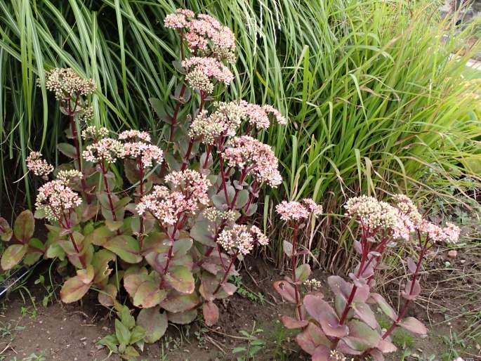 Hylotelephium ×cordifolium