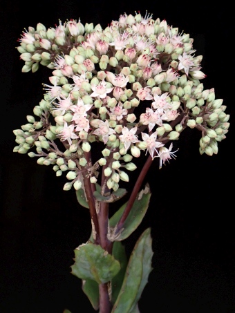 Hylotelephium ×cordifolium