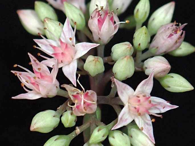 Hylotelephium ×cordifolium