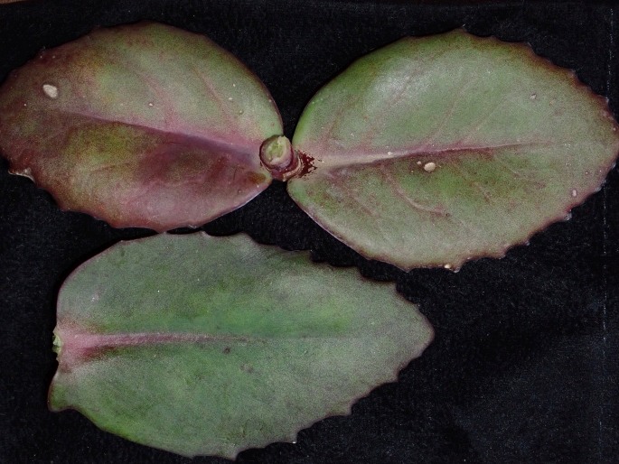 Hylotelephium ×cordifolium