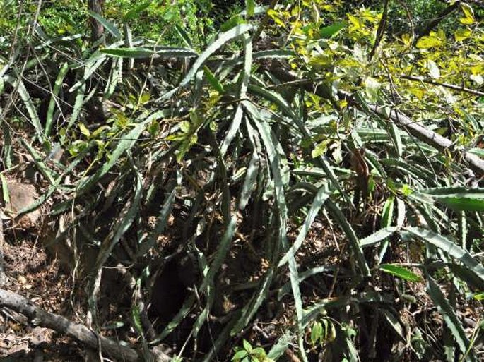 Hylocereus costaricensis