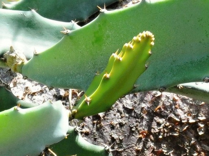 Hylocereus costaricensis