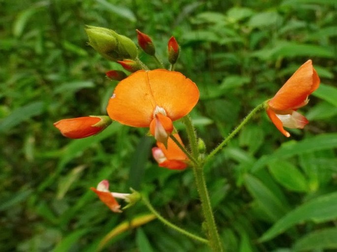 Hylodesmum repandum