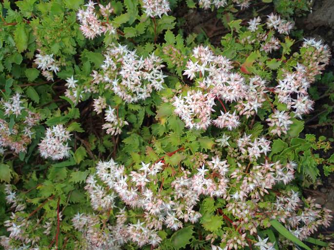 Hylotelephium populifolium