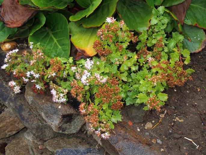 Hylotelephium populifolium