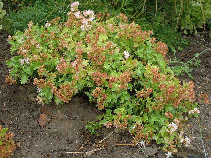 Hylotelephium populifolium