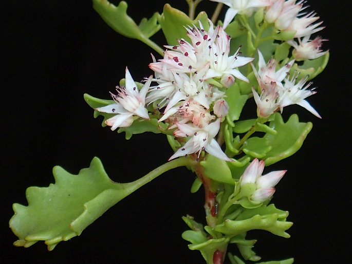 Hylotelephium populifolium