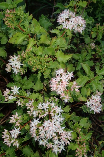 Hylotelephium populifolium