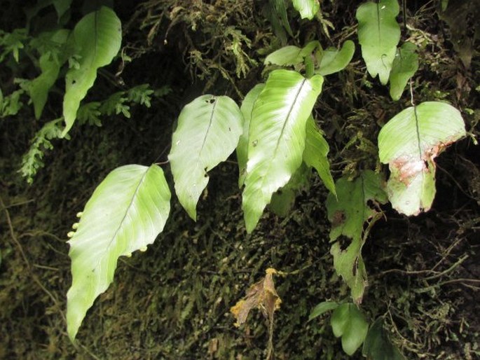 HYMENOPHYLLUM CRUENTUM Cav. - blánatec