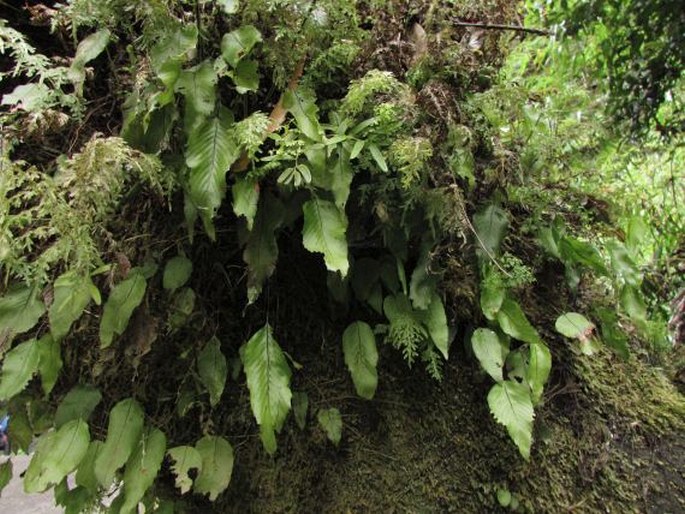 Hymenophyllum cruentum