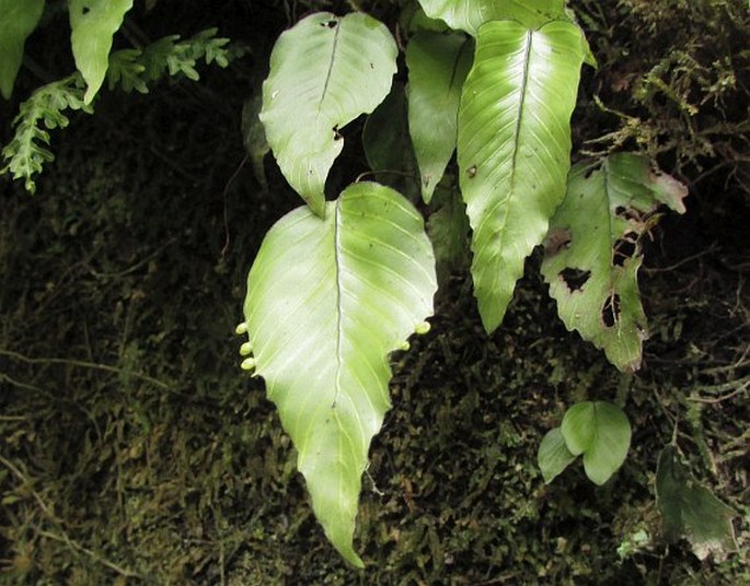 Hymenophyllum cruentum