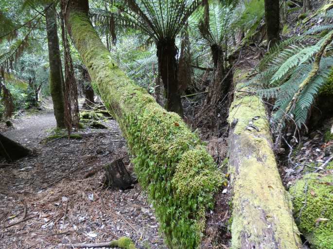 Hymenophyllum flabellatum