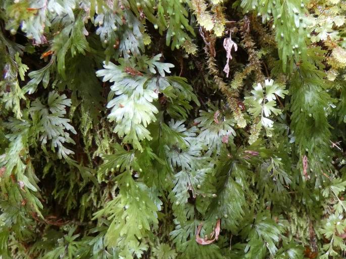 Hymenophyllum flabellatum