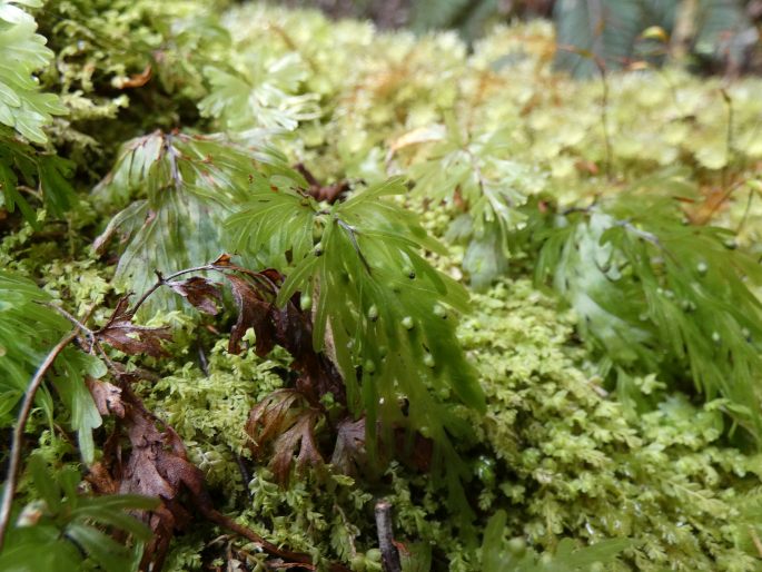 Hymenophyllum flabellatum