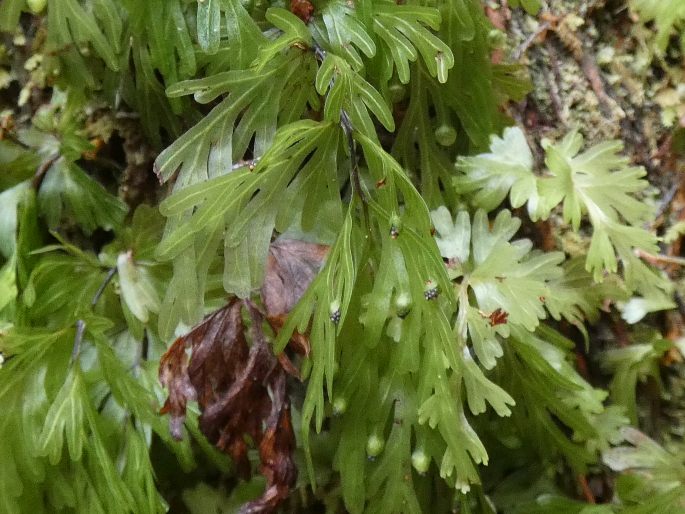 Hymenophyllum flabellatum