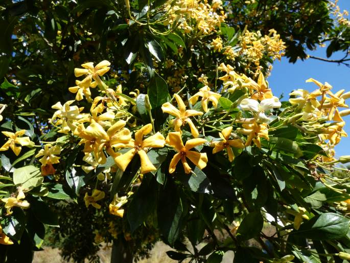 Hymenosporum flavum