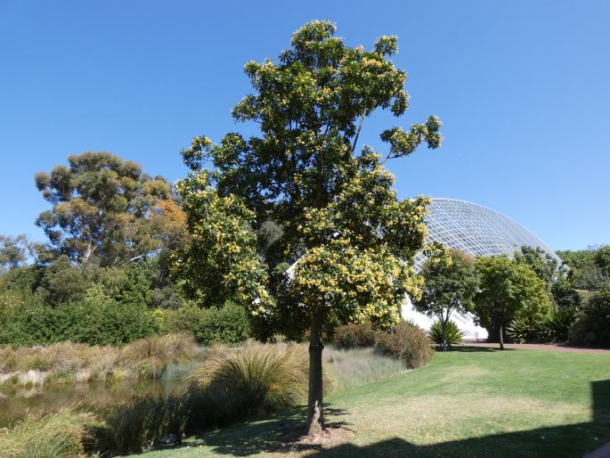 Hymenosporum flavum