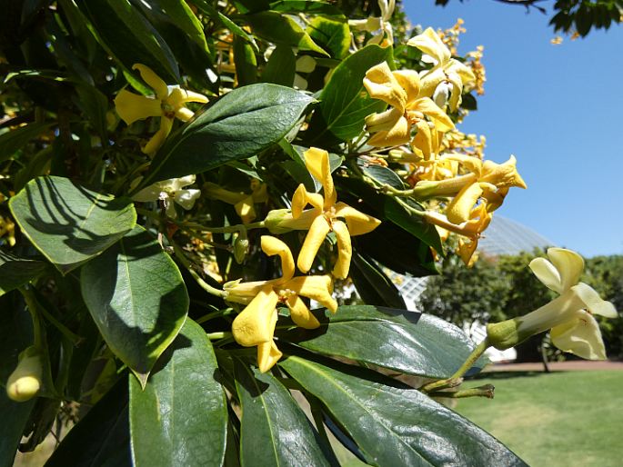 Hymenosporum flavum