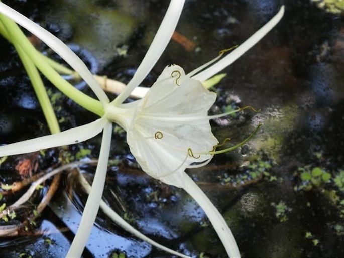 Hymenocallis liriosme