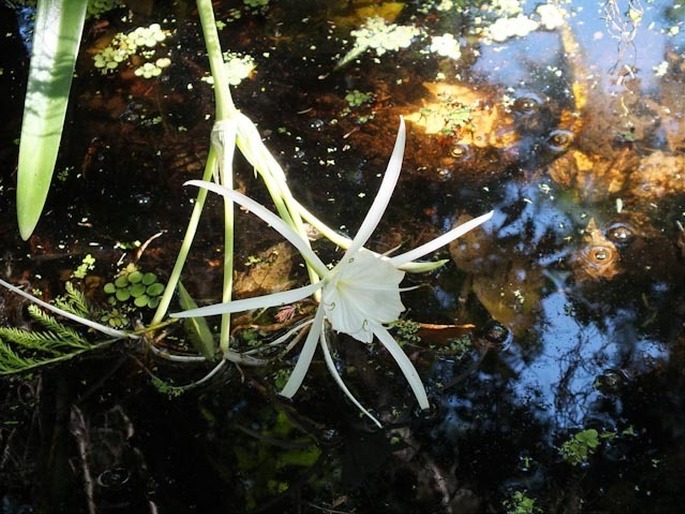 Hymenocallis liriosme