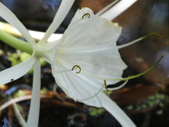 Hymenocallis liriosme