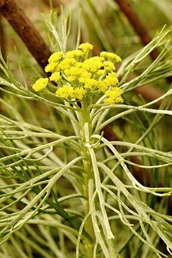 Hymenolepis parviflora