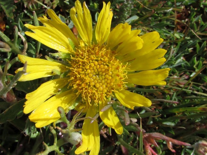 Hymenoxys grandiflora